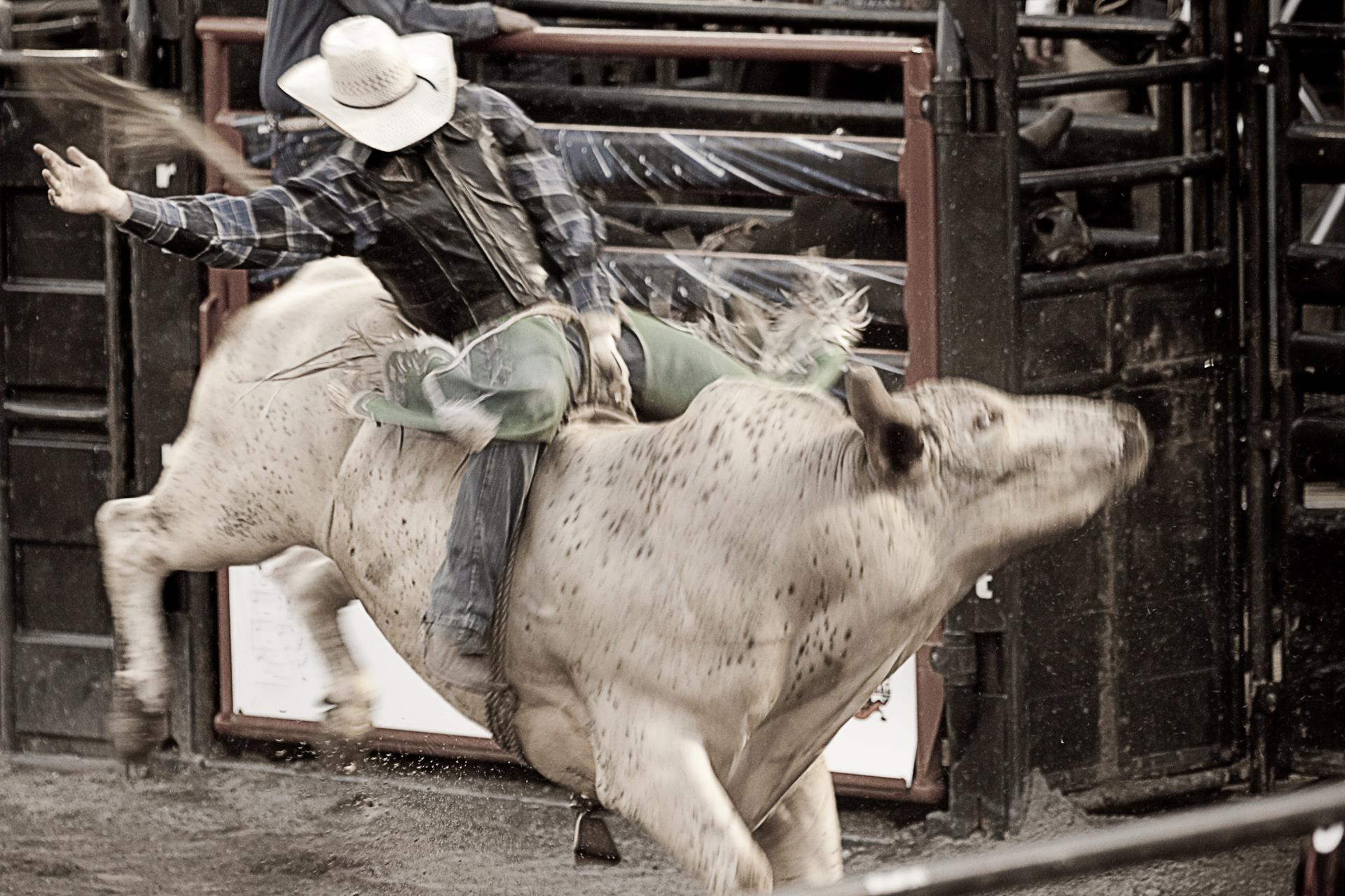 cowboy riding white bull