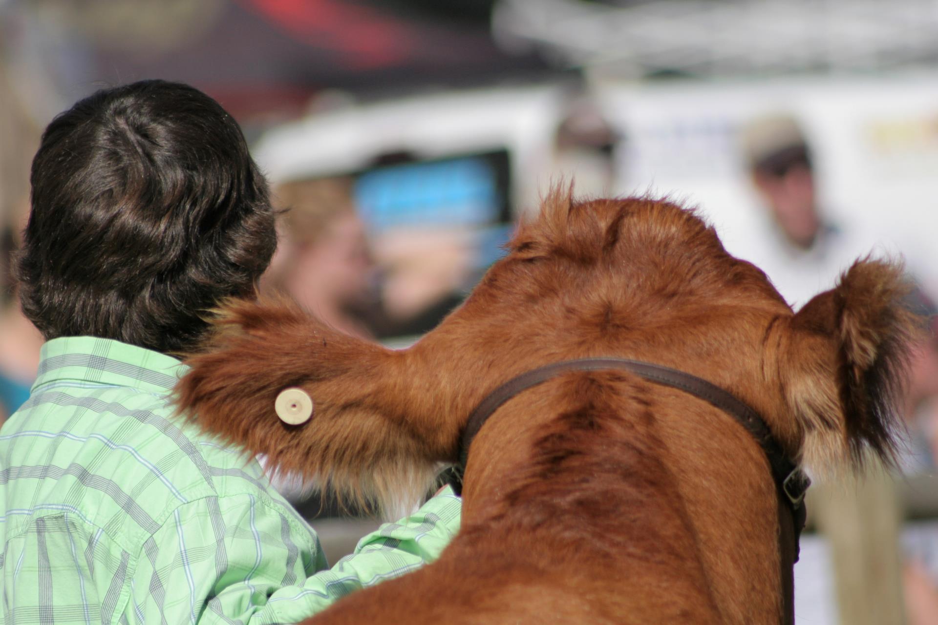 back of male persons head and back of brown cow's head